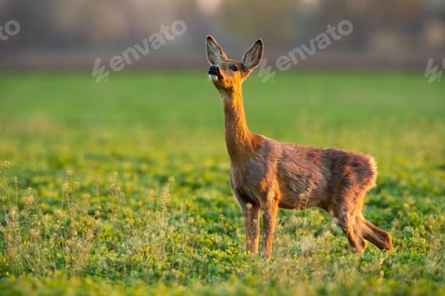 Preview: Roe deer doe sniffing with nose up in air on a fresh meadow in summer