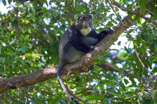 Preview: A kolb's White-collared Monkey on a tree