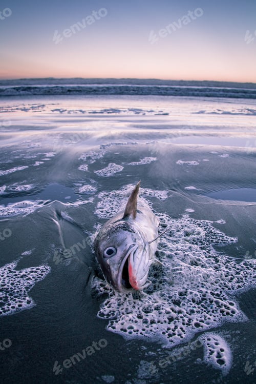 Preview: Dead fish thrown on the seashore; environmental pollution