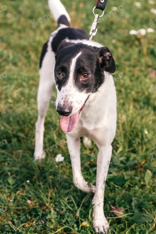 Preview: Cute stray black and white dog walking and playing in green summer park
