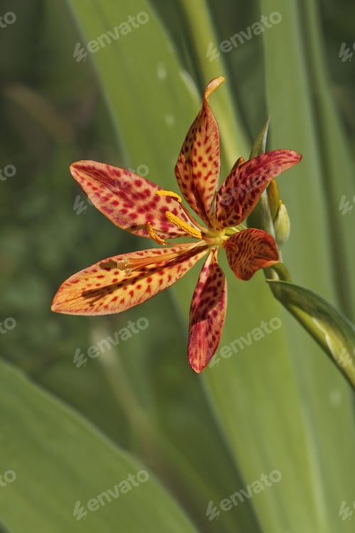 Preview: Blackberry Lily (Iris Domestica). Called Leopard Lily And Leopard Flower Also. Synonym: Belamcanda