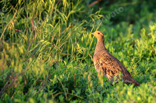 Preview: Grey partridge or Perdix in steppe