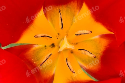 Preview: Colorful flowers