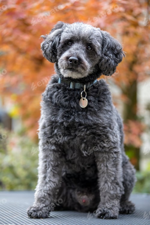 Preview: cute grey schnoodle in autumn park