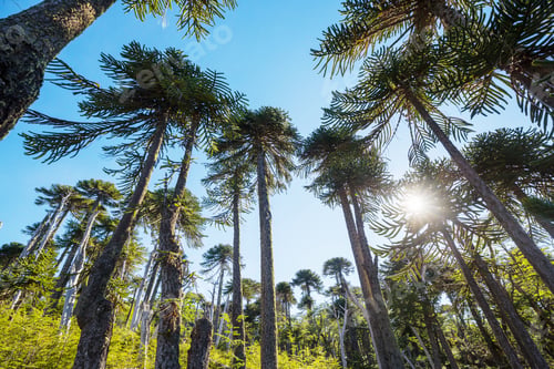 Preview: Araucaria