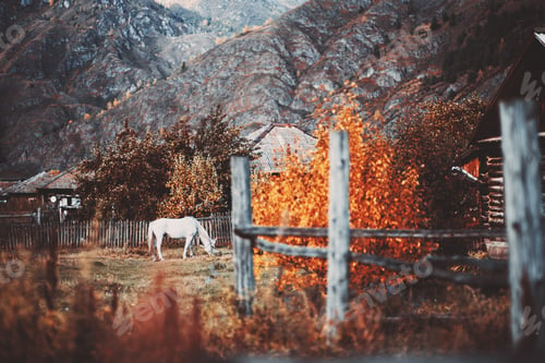 Preview: Fall rural scene with a white horse