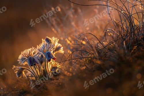 Preview: Black pasque flowers - Pulsatilla pratensis in early morning lights