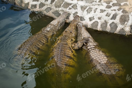 Preview: Crocodiles in the La Vanilla reserve, Mauritius