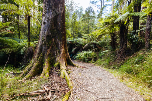 Preview: Grants Picnic Ground in Australia