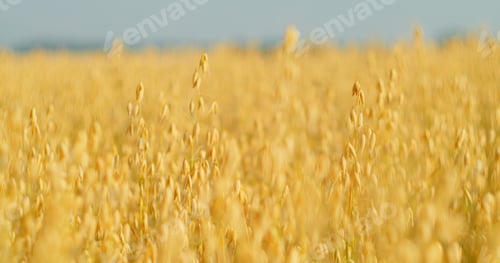 Preview: Oat field swaying in the light wind. The concept of agriculture. Sunset. Blurred background. Crop is