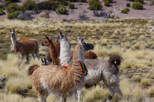 Preview: Llama