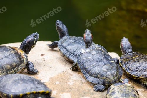 Preview: Turtle lying on rock over the water pond
