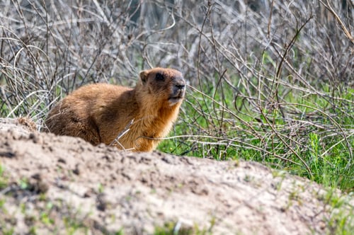 Preview: Bobak marmot or Marmota bobak in steppe