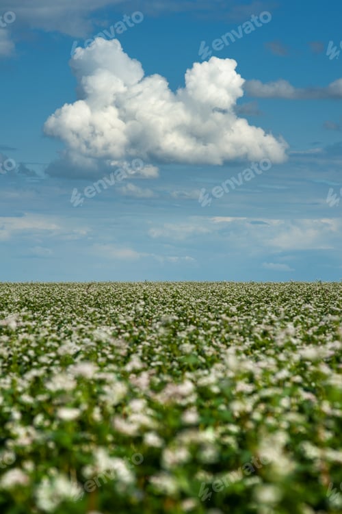 Preview: cumulus cloud in the blue sky through buckwheat flowers