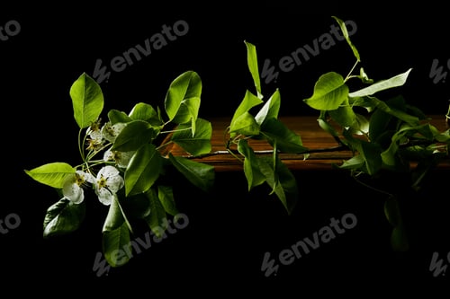 Preview: close-up shot of branch of cherry blossom lying on wooden tabletop isolated on black