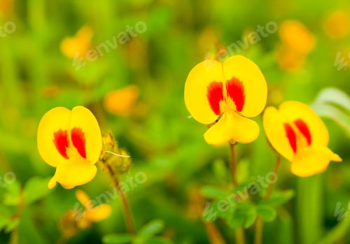Preview: Beautiful floral spring abstract background of nature
