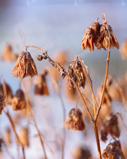Preview: Dried flowers on a background sunset