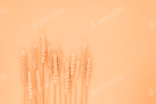 Preview: Ears of wheat on light peachy background. Flat lay, copy space. Color of the Year 2024 Peach Fuzz