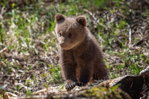 Preview: Young brown bear cub in the forest. Animal in the nature habitat