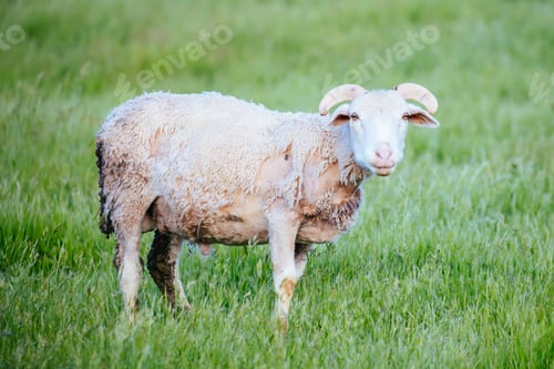 Preview: Family of Sheep in Australia