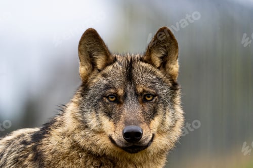 Preview: Wolf in its natural habitat