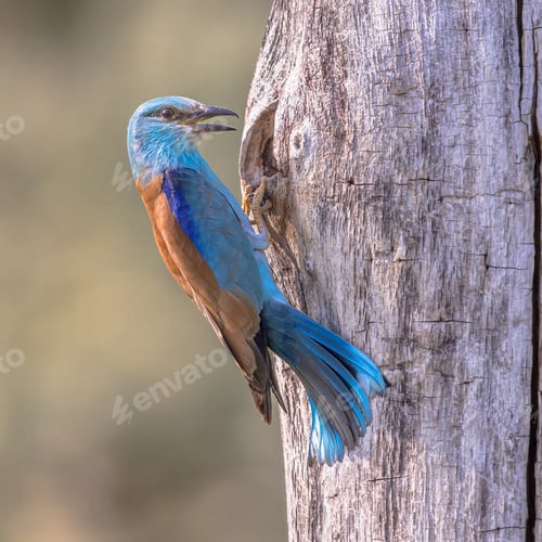 Preview: European roller perched on nesting tree
