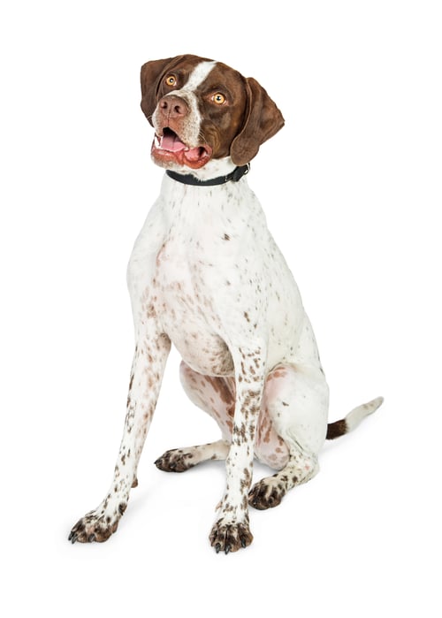 Preview: Happy Shorthaired Pointer Dog Sitting on White
