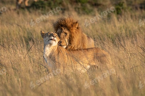 Preview: Closeup of Barbary lions caressing each other, standing on dried grass in a savanna