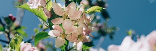 Preview: Blooming apple tree