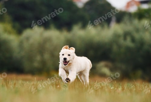Preview: Active puppy of golden retriever is running on the green field