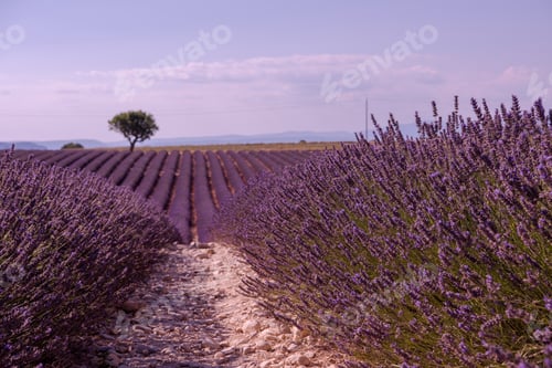 Preview: purple lavender flowers field with lonely tree