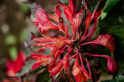 Preview: Ornamental plant Amaranthus tricolor. Beautiful red autumn flower in garden.