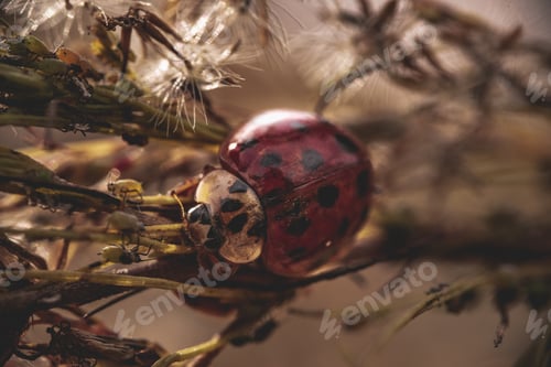Preview: Closeup of a beautiful ladybug on leaves in a forest