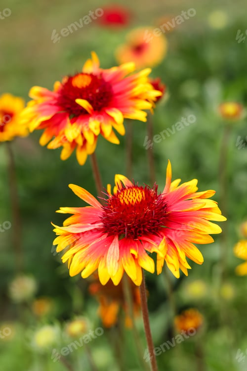 Preview: Gaillardia pulchella - bright yellow-red flowers
