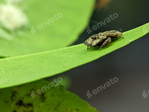 Preview: A small spider is on a green leaf