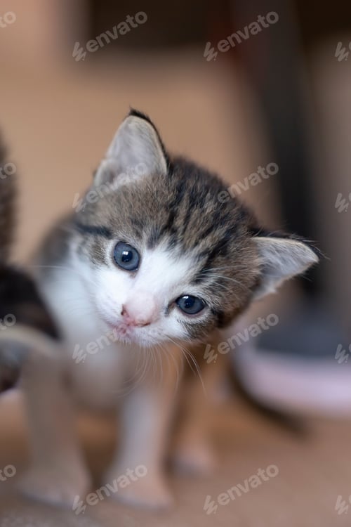 Preview: Curious kitten looking at the camera