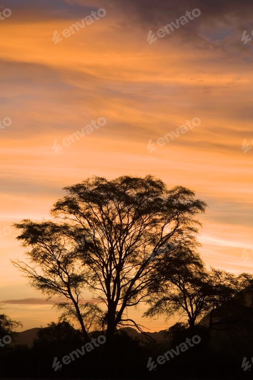 Preview: Etosha Park