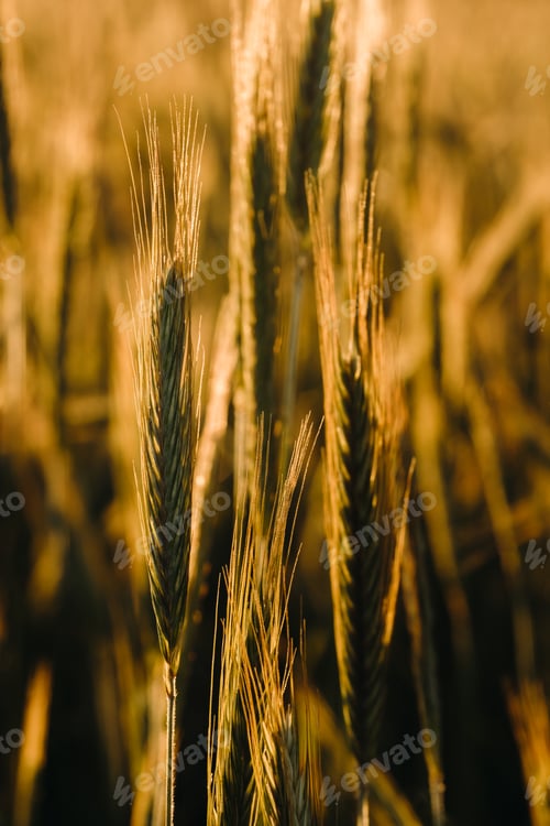 Preview: Wheat field at sunset . Golden ears of wheat . The concept of harvest