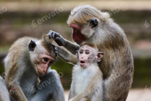 Preview: Toque macaque monkeys