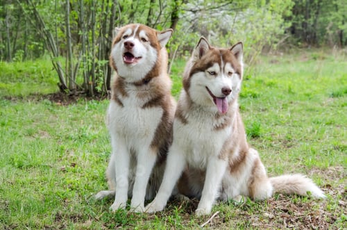 Preview: Two siberian huskies sitting on grassy field in sunny park