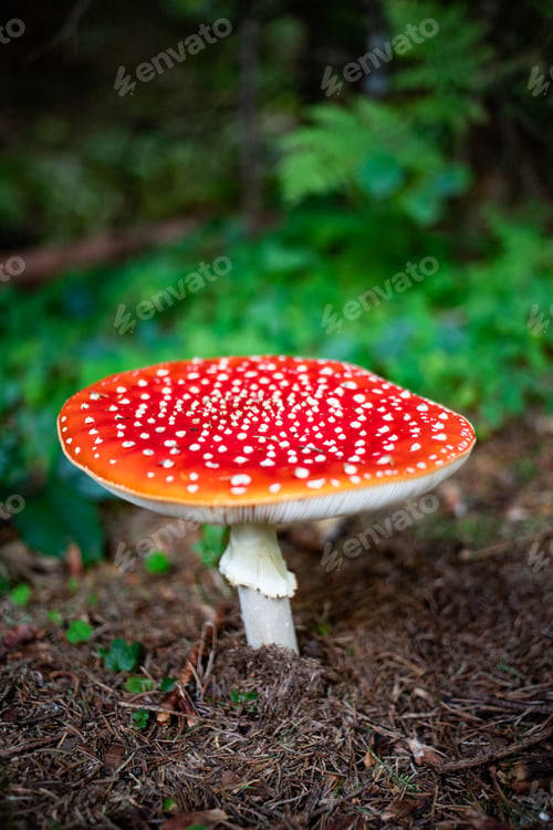 Preview: red mushroom in autumn forest