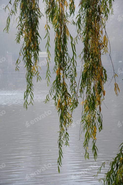 Preview: A tree hanging down in front of foggy lake