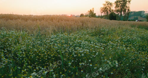 Preview: Rural picturesque landscape. Sun sets over chamomile flowers and golden ears of wheat grow on meadow
