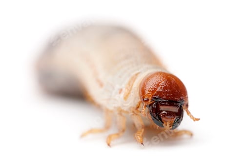 Preview: Larva of mealworm, Tenebrio molitor, against white background