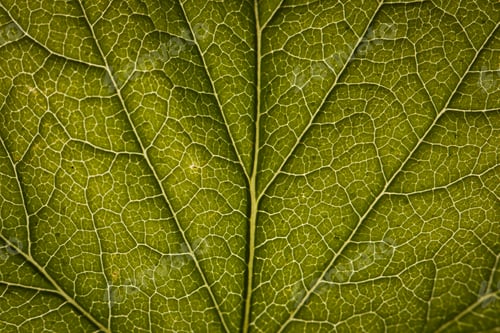 Preview: Green leaf close-up