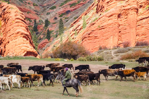 Preview: Herd of horses running on a meadow