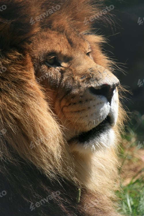 Preview: Lion - Vancouver Zoo, Canada