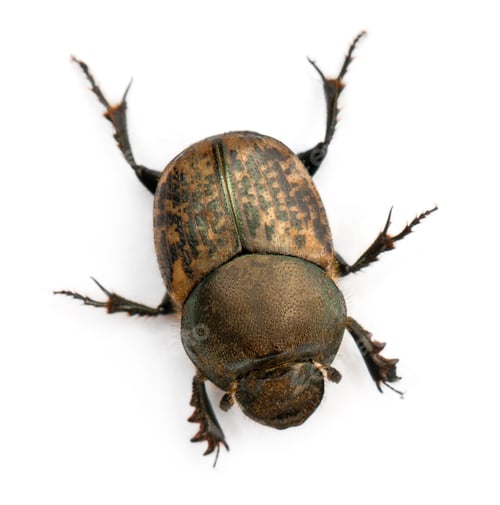 Preview: Scarab beetle - Onthophagus Sp, in front of white background