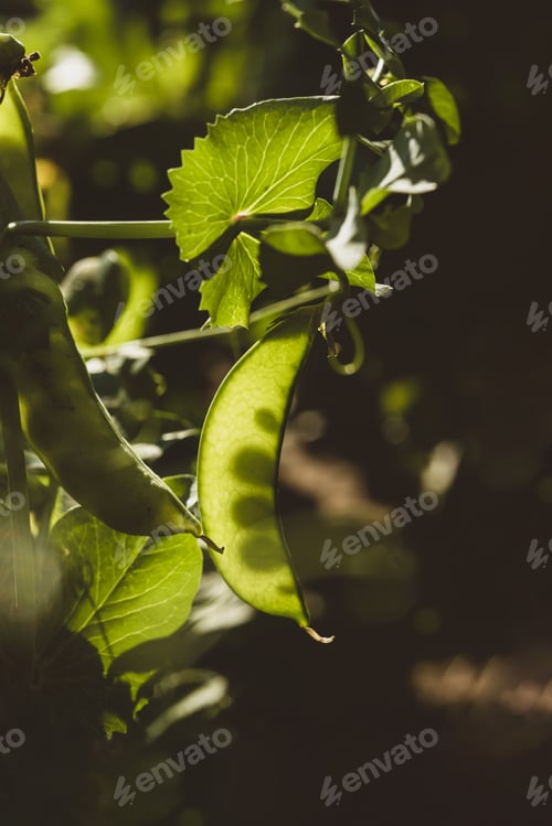 Preview: Young peas, a source of vitamins and vegetarian, healthy food.