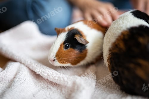 Preview: View of a small guinea pig